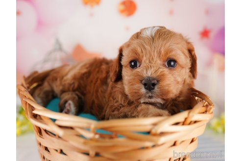 成約済の東京都のミックス犬-284655の3枚目