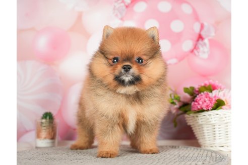 成約済の千葉県のポメラニアン-284657の1枚目