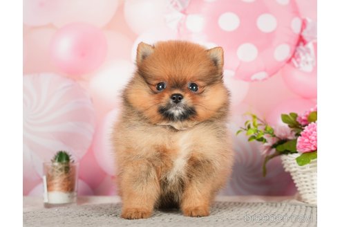 成約済の千葉県のポメラニアン-284657の9枚目