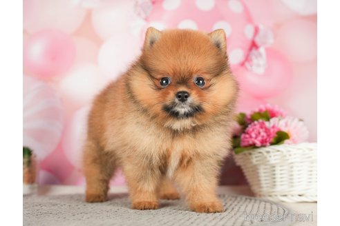 成約済の千葉県のポメラニアン-284657の2枚目