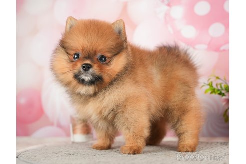 成約済の千葉県のポメラニアン-284657の3枚目