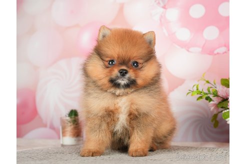 成約済の千葉県のポメラニアン-284657の4枚目