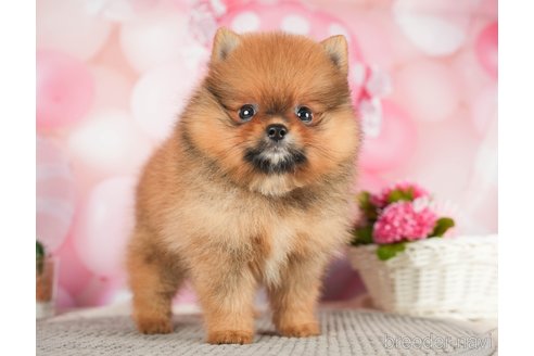 成約済の千葉県のポメラニアン-284657の5枚目