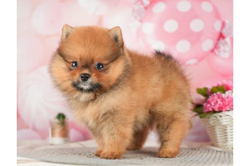 成約済の千葉県のポメラニアン-284657の6枚目