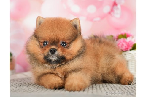 成約済の千葉県のポメラニアン-284657の7枚目