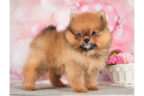 成約済の千葉県のポメラニアン-284657の8枚目