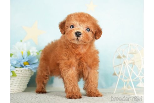 成約済の千葉県のタイニープードル-284658の5枚目