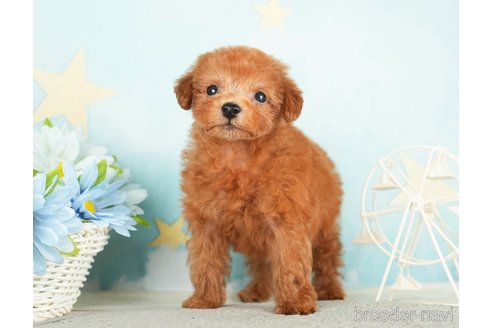 成約済の千葉県のタイニープードル-284658の6枚目