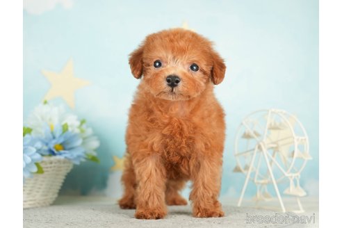 成約済の千葉県のタイニープードル-284658の7枚目