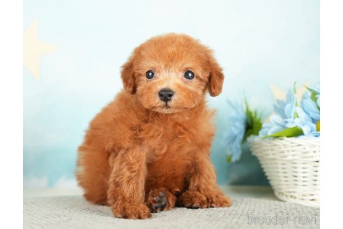 成約済の千葉県のタイニープードル-284658の10枚目