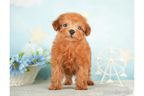 成約済の千葉県のタイニープードル-284658の9枚目