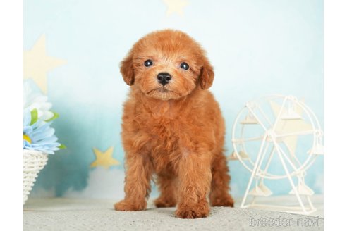 成約済の千葉県のタイニープードル-284658の8枚目