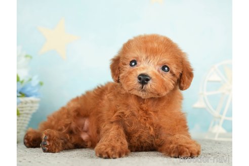 成約済の千葉県のタイニープードル-284658の1枚目