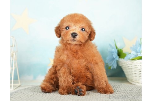 成約済の千葉県のタイニープードル-284658の2枚目