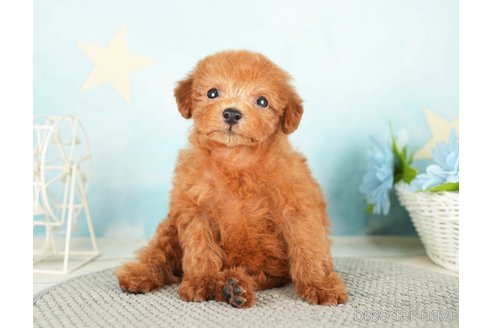 成約済の千葉県のタイニープードル-284658の4枚目