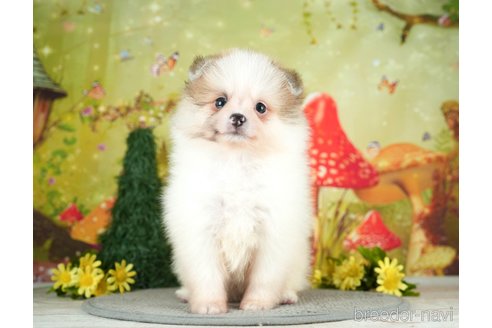 成約済の千葉県のポメラニアン-284660の5枚目