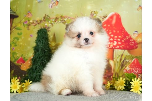 成約済の千葉県のポメラニアン-284660の1枚目