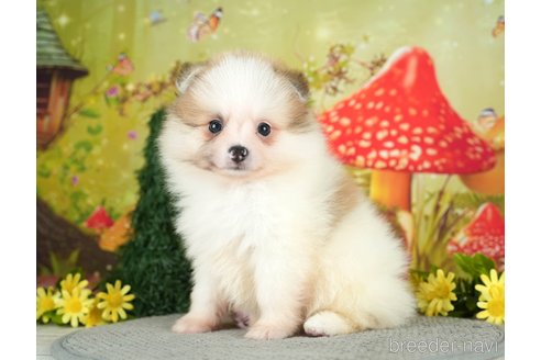 成約済の千葉県のポメラニアン-284660の7枚目