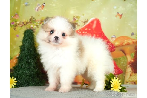 成約済の千葉県のポメラニアン-284660の9枚目