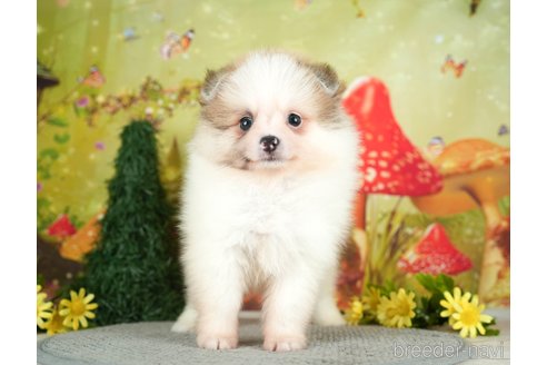 成約済の千葉県のポメラニアン-284660の2枚目