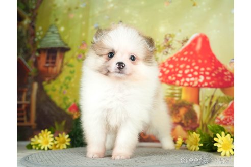 成約済の千葉県のポメラニアン-284660の3枚目