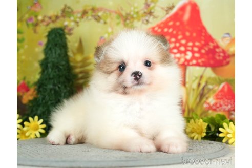 成約済の千葉県のポメラニアン-284660の4枚目