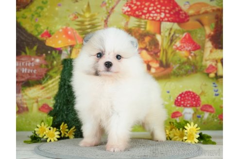 成約済の千葉県のポメラニアン-284661の8枚目