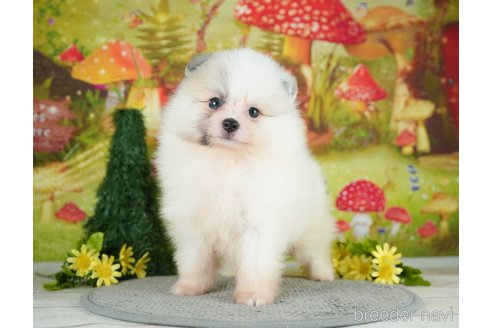 成約済の千葉県のポメラニアン-284661の10枚目