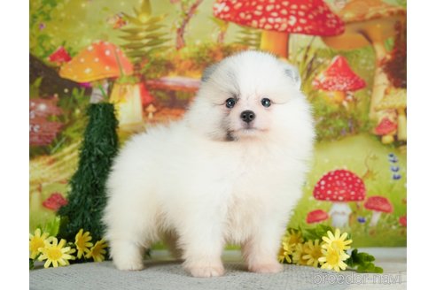 成約済の千葉県のポメラニアン-284661の9枚目