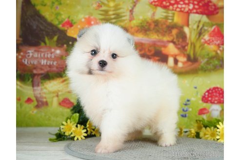 成約済の千葉県のポメラニアン-284661の11枚目