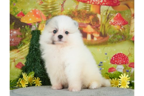 成約済の千葉県のポメラニアン-284661の5枚目