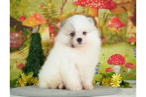 成約済の千葉県のポメラニアン-284661