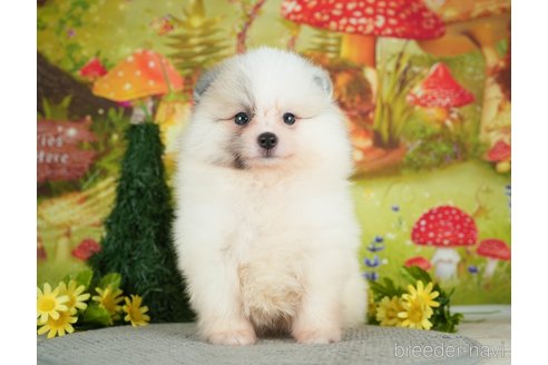 成約済の千葉県のポメラニアン-284661の6枚目