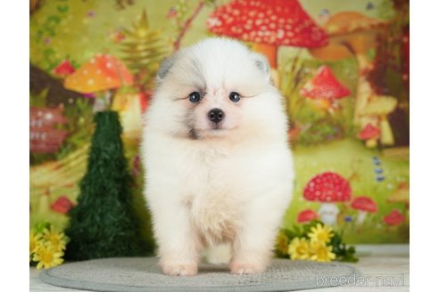 成約済の千葉県のポメラニアン-284661の7枚目