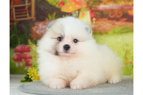 成約済の千葉県のポメラニアン-284661の3枚目