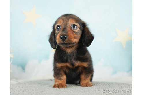 成約済の千葉県のミニチュアダックスフンド(ロングヘアード)-284663の10枚目