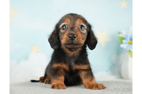 成約済の千葉県のミニチュアダックスフンド(ロングヘアード)-284663の5枚目