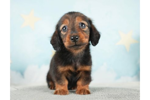 成約済の千葉県のミニチュアダックスフンド(ロングヘアード)-284663の6枚目