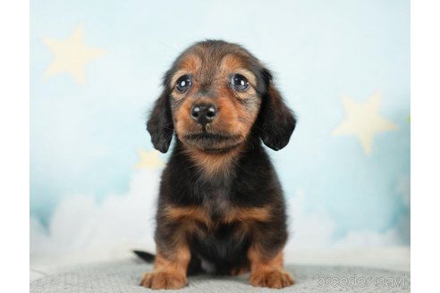 成約済の千葉県のミニチュアダックスフンド(ロングヘアード)-284663の7枚目