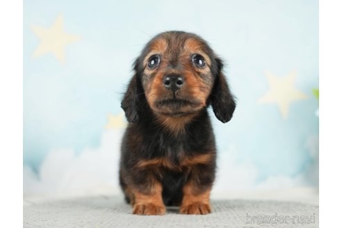 成約済の千葉県のミニチュアダックスフンド(ロングヘアード)-284663の8枚目