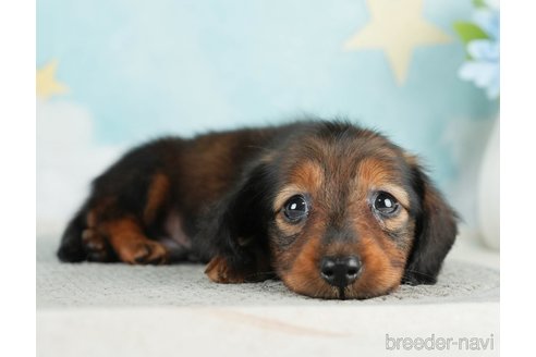 成約済の千葉県のミニチュアダックスフンド(ロングヘアード)-284663