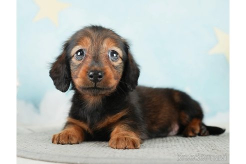 成約済の千葉県のミニチュアダックスフンド(ロングヘアード)-284663の9枚目