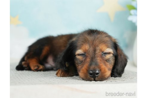 成約済の千葉県のミニチュアダックスフンド(ロングヘアード)-284663の3枚目