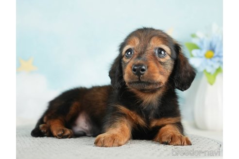 成約済の千葉県のミニチュアダックスフンド(ロングヘアード)-284663の2枚目
