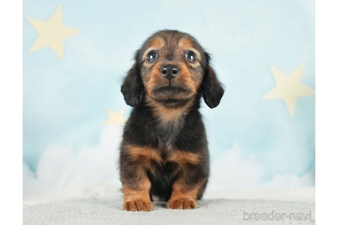 成約済の千葉県のミニチュアダックスフンド(ロングヘアード)-284663の4枚目