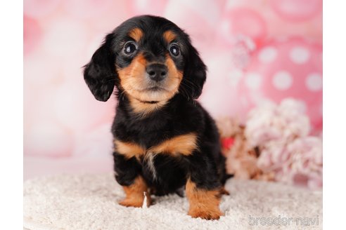 成約済の千葉県のミニチュアダックスフンド(ロングヘアード)-284664の9枚目