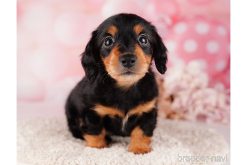 成約済の千葉県のミニチュアダックスフンド(ロングヘアード)-284664