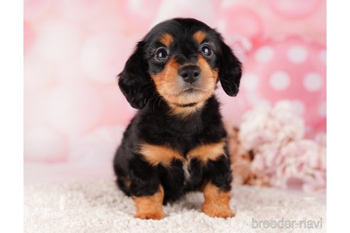 成約済の千葉県のミニチュアダックスフンド(ロングヘアード)-284664の3枚目