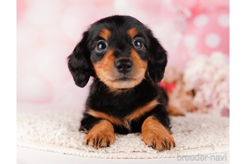 成約済の千葉県のミニチュアダックスフンド(ロングヘアード)-284664の5枚目