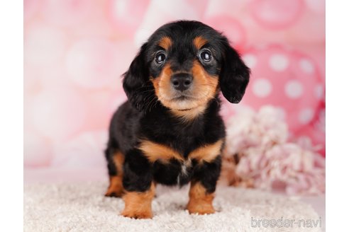 成約済の千葉県のミニチュアダックスフンド(ロングヘアード)-284664の4枚目